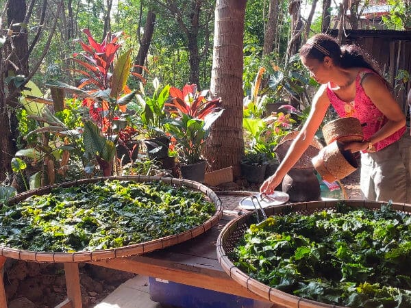 Cooking breakfast at Suan Na Ta Bua farm