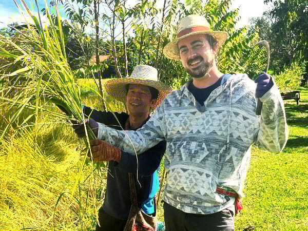 Learning to harvest rice on a Thailand farmstay