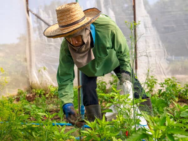 Organic farmer in Thailand applying compost to vegetables