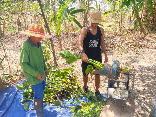 Shredding water hyacinth for compost course