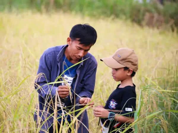 Thai farmer showing rice in bloom to a child