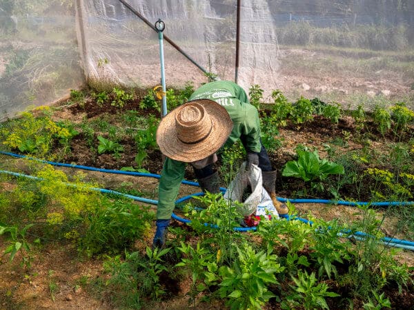 Thai organic farmer applying compost to crops