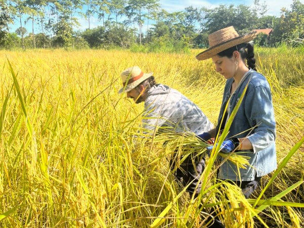 Things to do in Ubon Ratchathani rice harvesting
