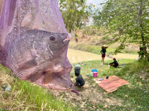 Tilapia fish from a Thai pond in Ubon Ractchathani