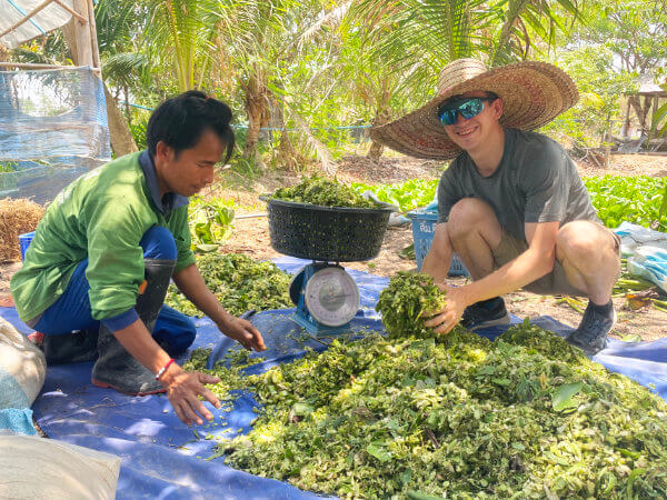 Weighing green materials for Thai composting method
