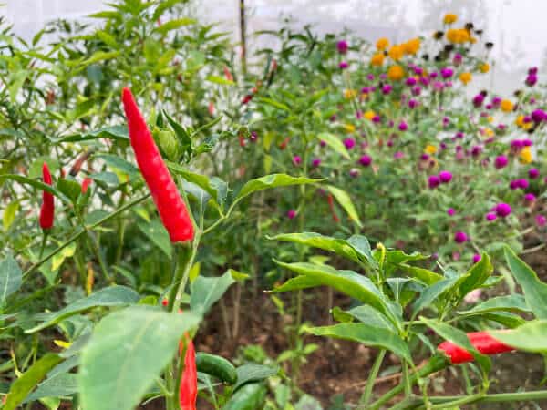 Chillis and edible flowers in Thai organic greenhouse