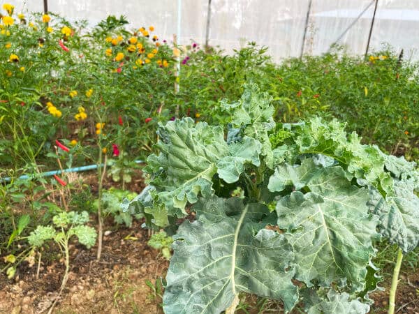 Kale and other organic thai vegetables in greenhouse
